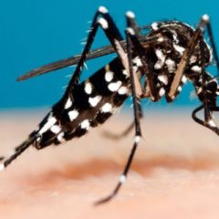 De drones, mosquitos, armas biológicas y dengue